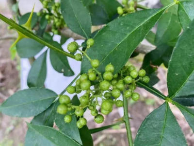 党建引领 | 丽江市人民医院骨科党支部：认购爱心青椒，助力乡村振兴与贫困帮扶